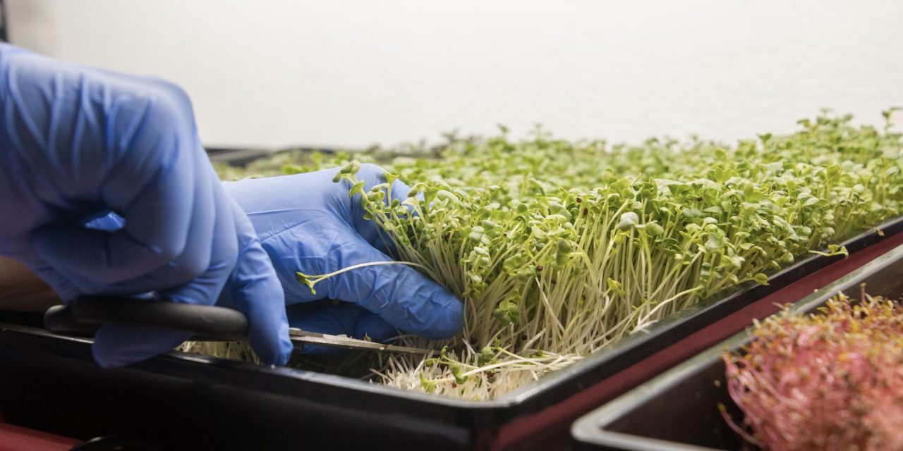 How to grow broccoli sprouts in a jar