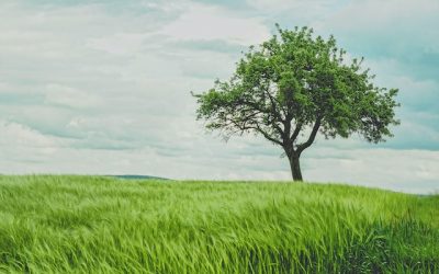 How to grow an oak tree from a twig